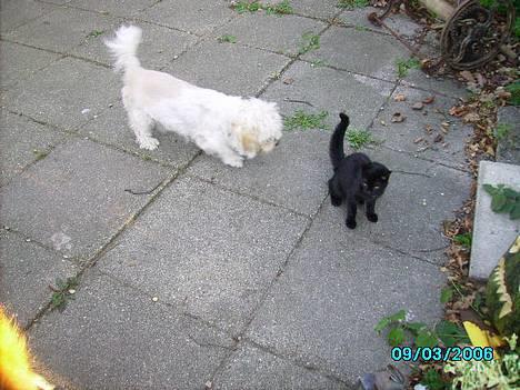 Blanding af racer perle {R.I.P min <3 :'(} billede 4
