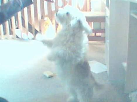 Blanding af racer perle {R.I.P min <3 :'(} billede 6