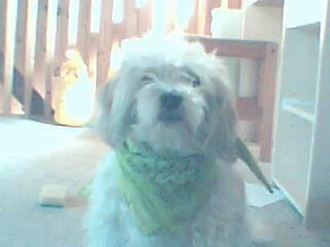 Blanding af racer perle {R.I.P min <3 :'(} billede 7