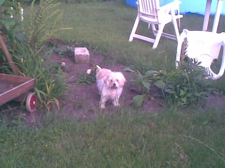 Blanding af racer perle {R.I.P min <3 :'(} billede 8