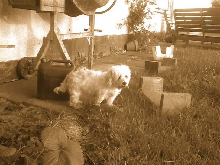 Blanding af racer perle {R.I.P min <3 :'(} billede 9