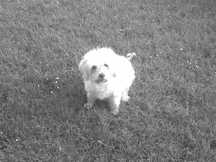 Blanding af racer perle {R.I.P min <3 :'(} billede 2