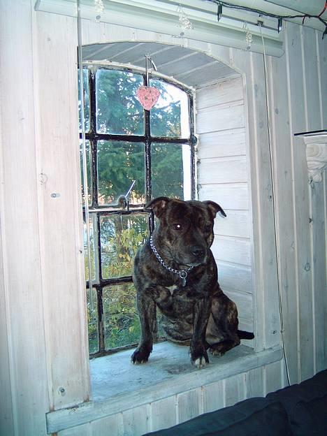 Staffordshire bull terrier tyson - her fra han man godt overblik.. og især når man er i brunst billede 1