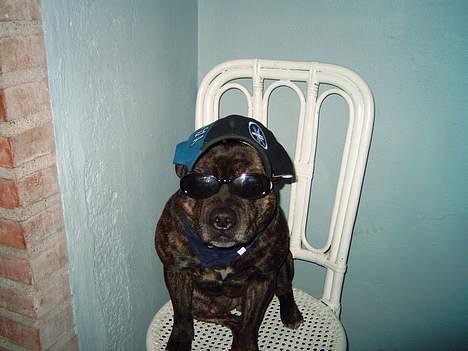 Staffordshire bull terrier tyson - jeg er da bare rigtig sej... billede 2