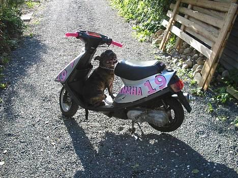 Staffordshire bull terrier tyson - tyson elsker at køre med på scooter han er en rigtig racer bølle  billede 3