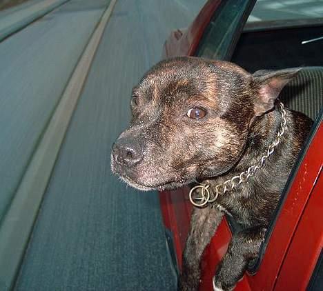 Staffordshire bull terrier tyson - dejligt med lidt luft i næsen  billede 4