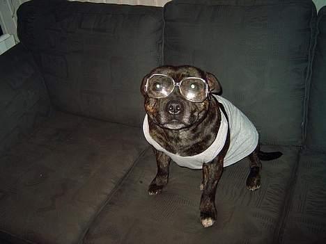 Staffordshire bull terrier tyson - ja ja grin i bare.. men er i klar over hvor stor verdnen bliver i de her briller.. billede 5