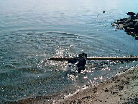 Staffordshire bull terrier tyson - endelig fandt mor og far en strand hvor vi kun var os her var vi hele sommern igennem .. og så kan man jo godt finde den sore kæp frem for der er jo ingen andre at tage hensyn til  billede 8