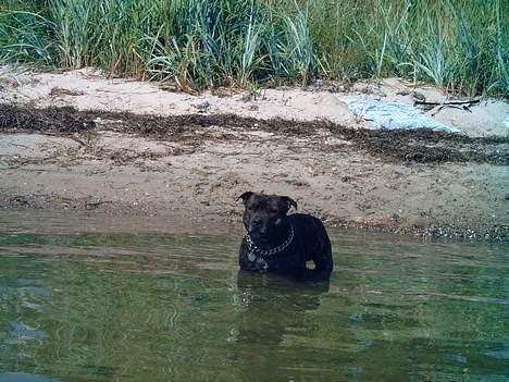 Staffordshire bull terrier tyson - min helt ejen strand... det vil jeg lige stå og nyde billede 9