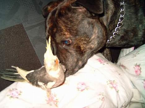 Staffordshire bull terrier tyson - tyson og pip på vej i seng.... får sig tit en time på øjet sammen.. billede 7