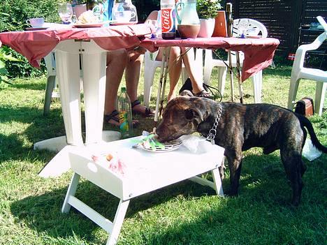 Staffordshire bull terrier tyson - det er bare så fedt når der er fødselsdag og gæsterne ikke spiser op.. bare nu mor og far ik kommer for de siger jeg ikke må spise alt det lagkage.. billede 6