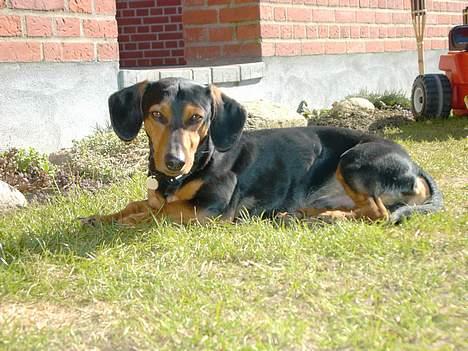 Gravhund Snoopy - Elsker at ligge i solen billede 1