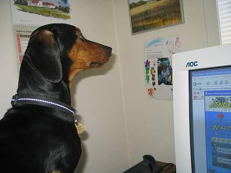 Gravhund Snoopy - Spiller altid med billede 3