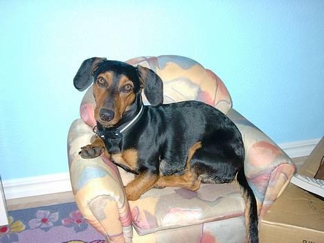 Gravhund Snoopy - Jeg er herren  billede 4