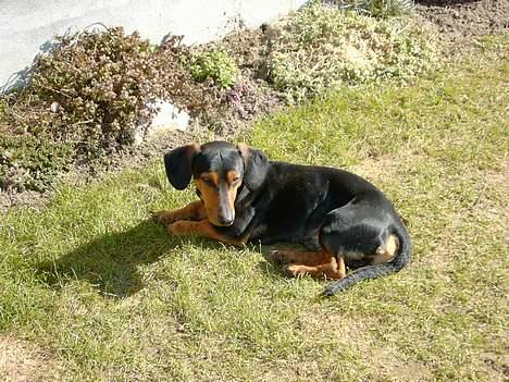 Gravhund Snoopy - Som sagt elsker at ligge i solen  billede 2