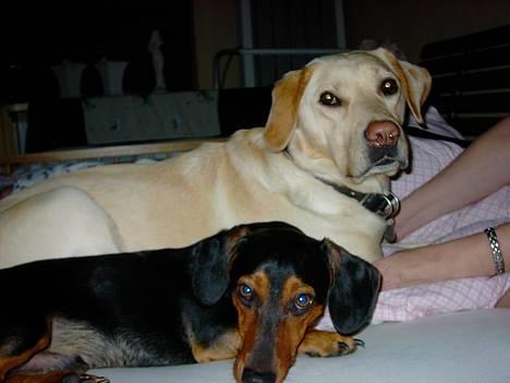 Gravhund Snoopy - Mig og min Store søster billede 5