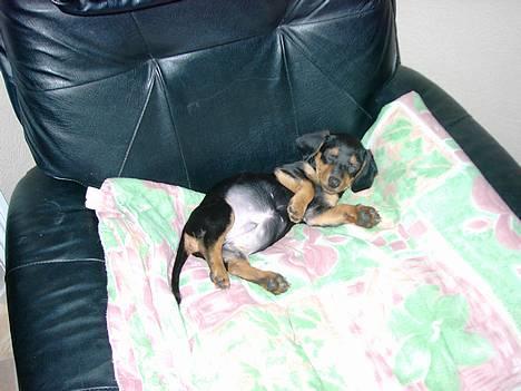 Gravhund Snoopy - Den gang jeg var lille billede 6