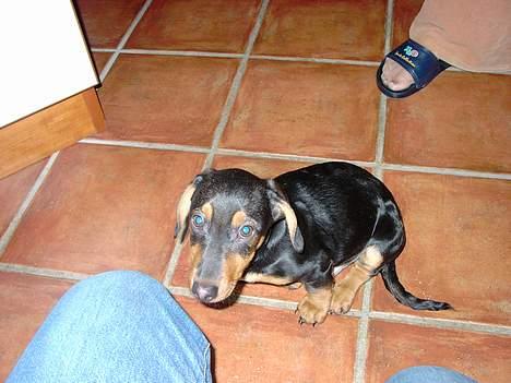 Gravhund Snoopy - Der var jeg næsten lige kommet hjem billede 7