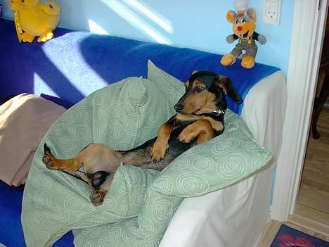 Gravhund Snoopy - :) :) billede 8