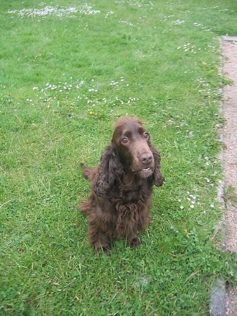 Cocker spaniel Twiggy - Twiggy<3 billede 1