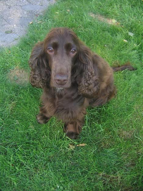 Cocker spaniel Twiggy - Twiggy, den 22 August billede 2