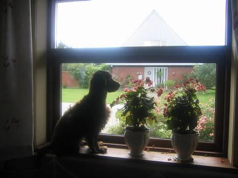 Cocker spaniel Twiggy - Hvor er alle mennesker? billede 3