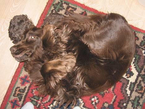 Cocker spaniel Twiggy - Aaar det klør ;) klø klø klø billede 4
