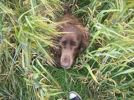 Cocker spaniel Twiggy - [24/7]Her sidder hun medt i græsset :D billede 5