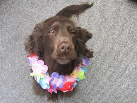 Cocker spaniel Twiggy - Solen skinner i mine øjne billede 6