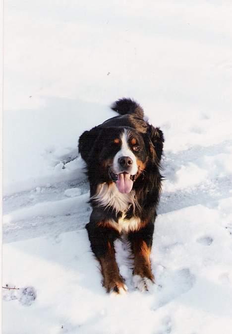 Berner sennenhund Ricky - Ricky hygger sig rigtigt i den flotte hvide sne.. :) billede 1