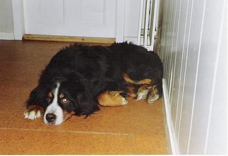 Berner sennenhund Ricky - Uh altså hvor er det kedeligt at ligge her! Vil hellere ud og løbe! billede 2