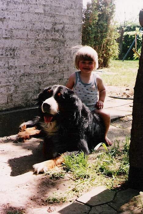 Berner sennenhund Ricky - Jeg elsker når jeg skal være hest! Det er så sjovt ;) billede 3