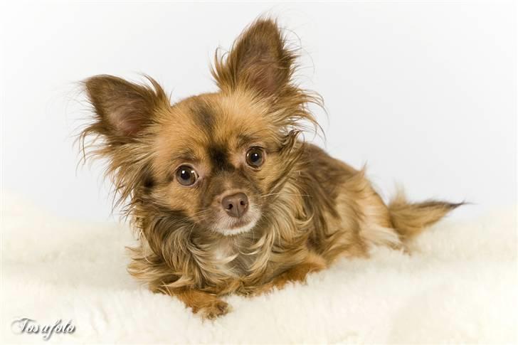 Chihuahua Jessie - hej allesammen, og velkommen til min profil:O) billede 1