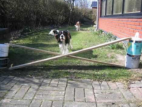 Cavalier king charles spaniel Kenzo billede 6