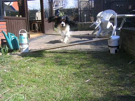 Cavalier king charles spaniel Kenzo billede 7