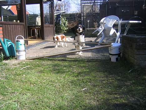 Cavalier king charles spaniel Kenzo billede 8