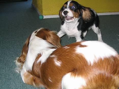 Cavalier king charles spaniel Kenzo billede 9