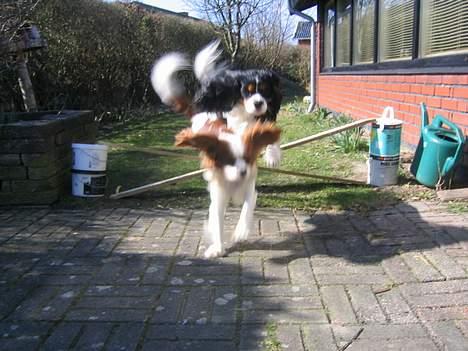 Cavalier king charles spaniel Kenzo billede 4