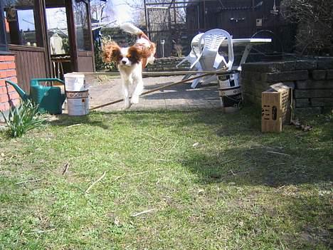 Cavalier king charles spaniel Hans Jørgen billede 6