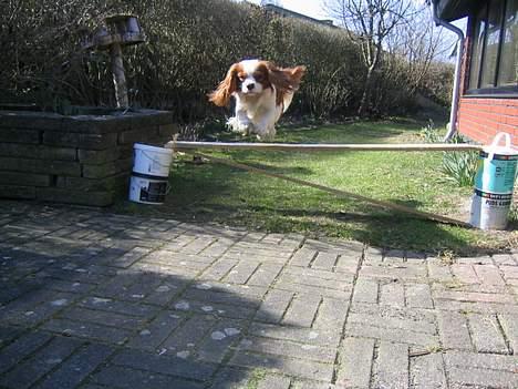 Cavalier king charles spaniel Hans Jørgen billede 8