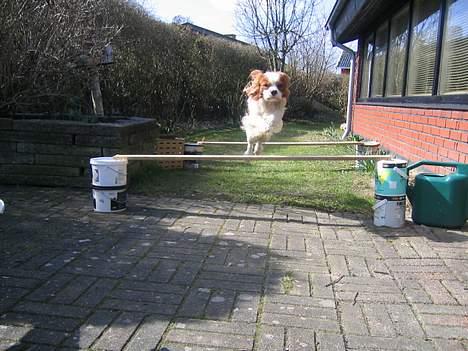 Cavalier king charles spaniel Hans Jørgen billede 7
