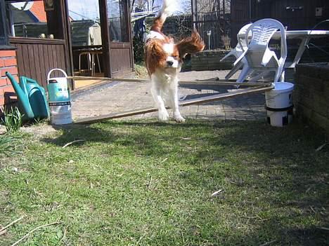 Cavalier king charles spaniel Hans Jørgen billede 9