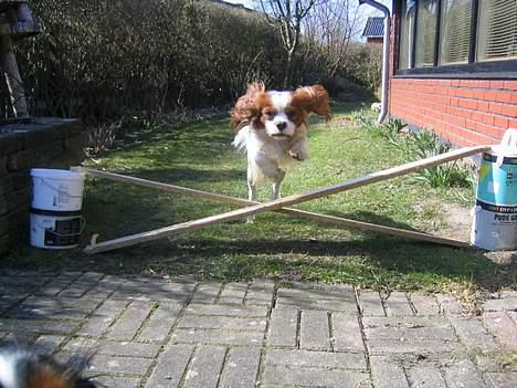 Cavalier king charles spaniel Hans Jørgen billede 10