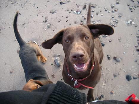Blanding af racer Maggie - d. 9/12-05 på stranden billede 1