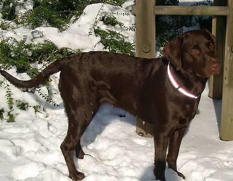 Blanding af racer Maggie - Dejligt med masser af sne billede 2