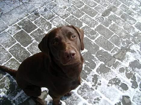 Blanding af racer Maggie - Åhhhhh mor bare en godbid til..... billede 3