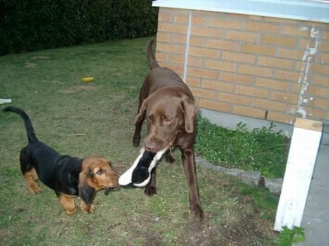 Blanding af racer Maggie billede 4