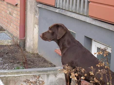 Blanding af racer Maggie - Gad vide om det er en fugl  derovre........ billede 5