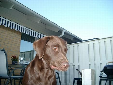 Blanding af racer Maggie billede 6