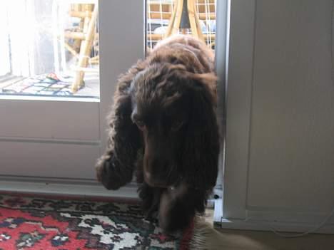 Cocker spaniel Twiggy - Kan liiiiige komme i gennem billede 7